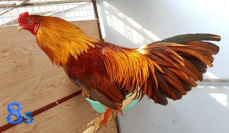 Đá Gà Cựa Sắt 8s - Quy trình kiểm tra trước và trong trận Đá Gà Cựa Sắt 8s - Quy trình kiểm tra trước và trong trận