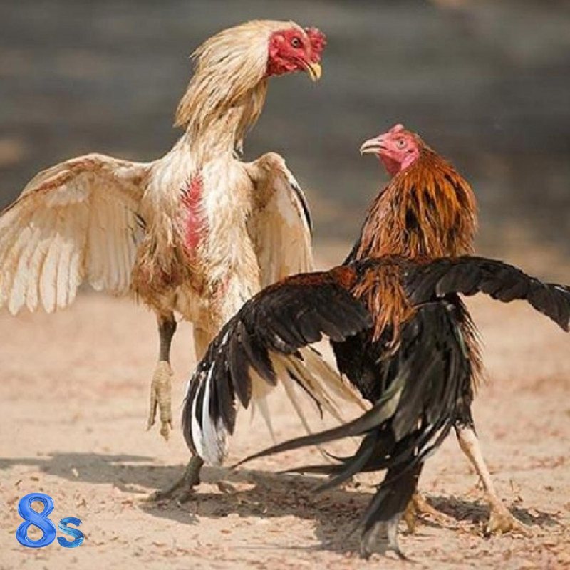 Đá gà 8s - Bảng kèo cập nhật và thao tác thuận tiện Đá gà 8s - Bảng kèo cập nhật và thao tác thuận tiện
